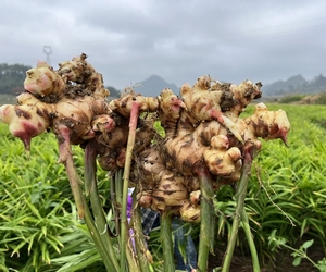 荔波新場(chǎng)村生姜迎來(lái)大豐收